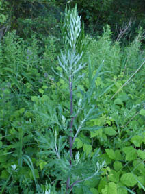 Artemisia vulgaris